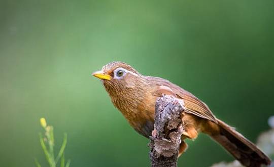 原创俗话说一胆二力三功夫画眉鸟好不好就看这三点上