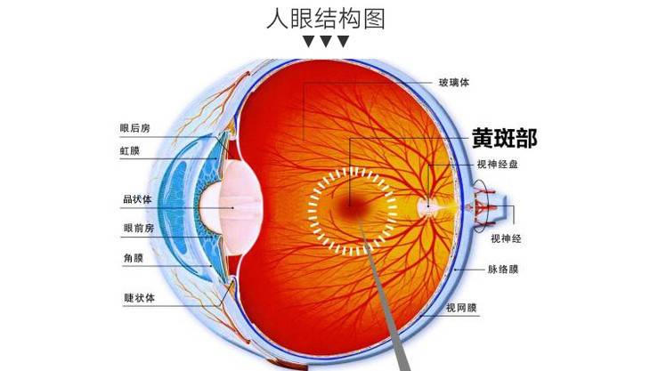 成都爱尔胡建斌院长强调黄斑病变是眼睛哪儿出了问题