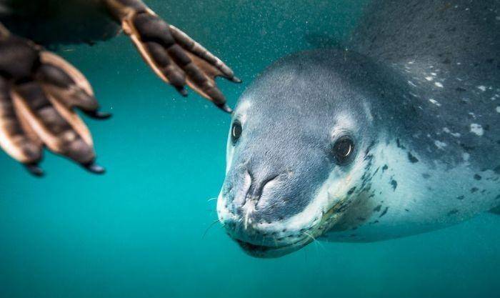 豹子的梦境,自然达尔马提安鹈鹕特写镜头,达米利61曼苏尔,自然在我