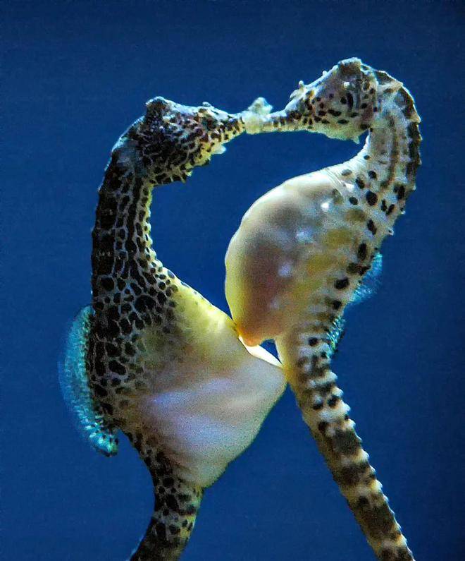 一夫一妻制的海马可能没那么稳定哦