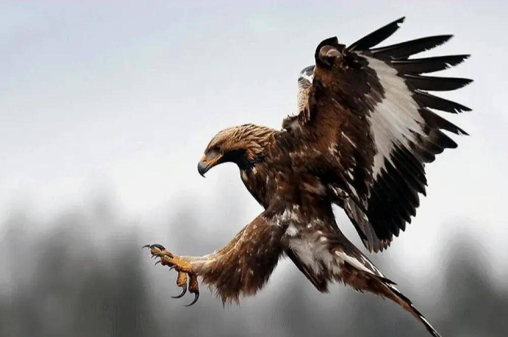 吴永田_杨海军_老鹰