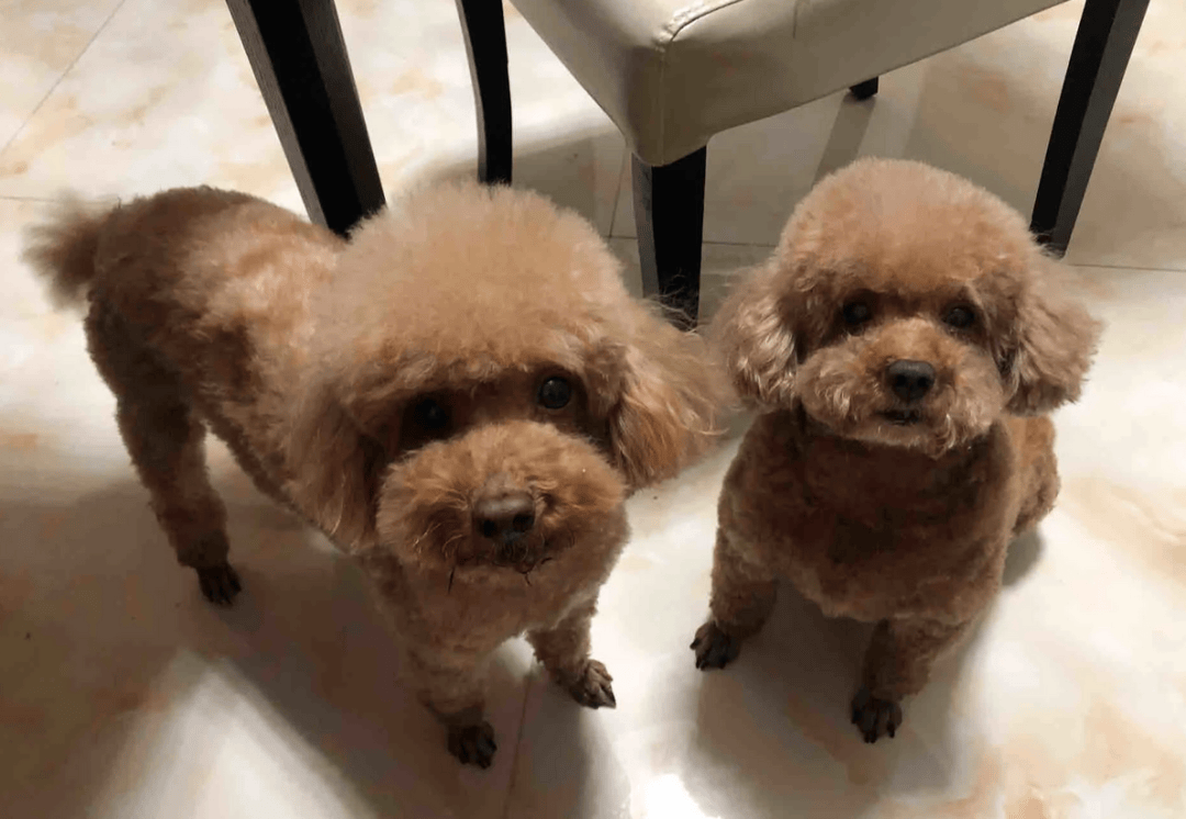 原创过完年铲屎官收拾行李小狗眼泪汪汪看着泰迪别出去了好不好