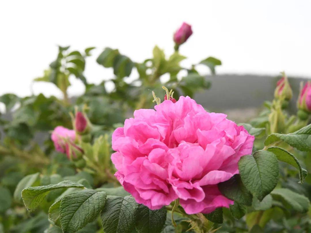 玫瑰花_槐花_桃花