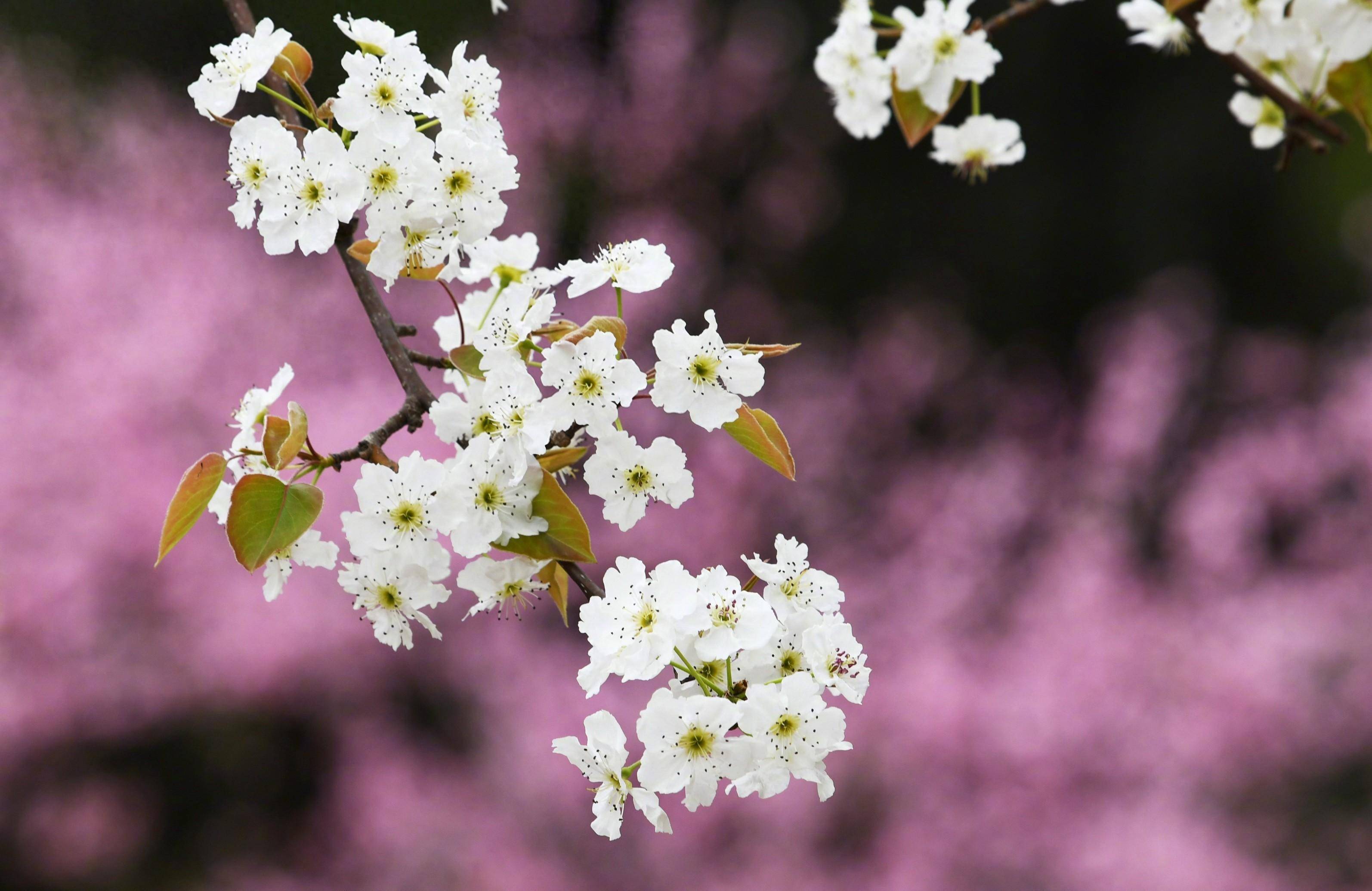 硬实力拉满这四款影像旗舰值得入手findx7ultra实拍更是耐看