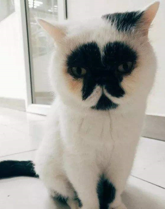 原创可爱小猫咪长大后变丑八怪网友是不是我铲屎的方式不对