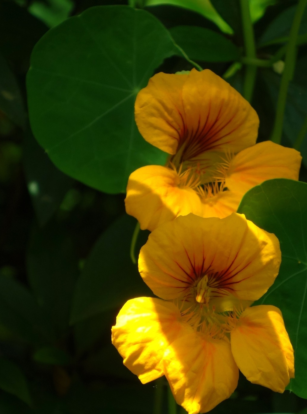 原创城市绿化花坛布置植物旱金莲美丽而动人