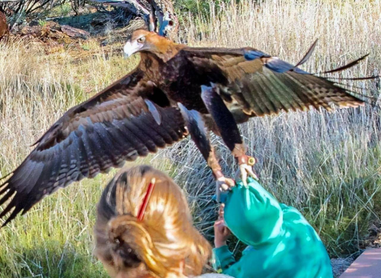 吴永田_杨海军_老鹰