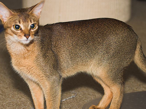 原创如果有养阿比西尼亚猫铲屎官忙翻天