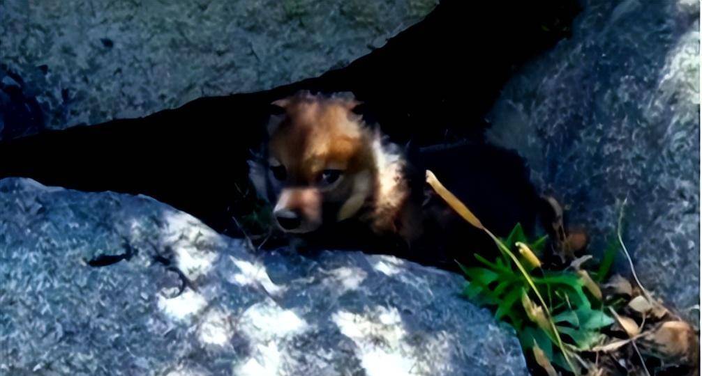 原创2010年成都女孩养狼做儿子11年后结局令人感动