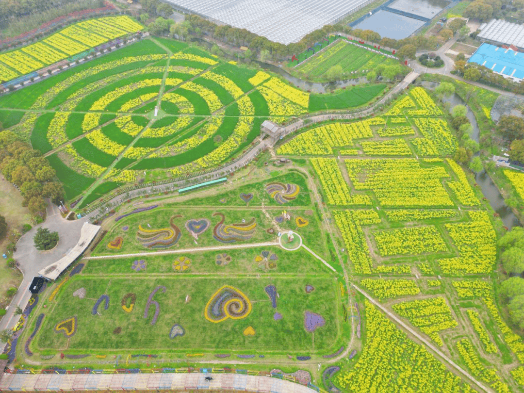 赏花攻略苏州太湖生态岛上五大赏油菜花基地都在这里
