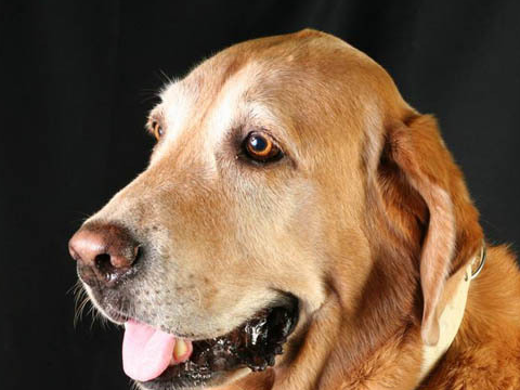 原创真假金毛怎样分很简单看这6点就行