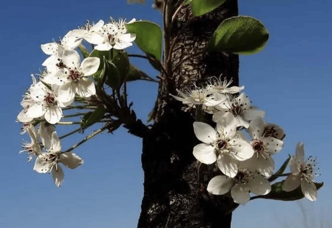 唯有家里那棵棠棣树,年年开花,那金黄的花