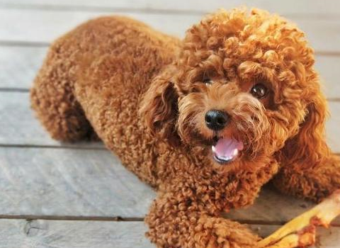 泰迪犬的这几个地方你每天摸一摸它就更爱你