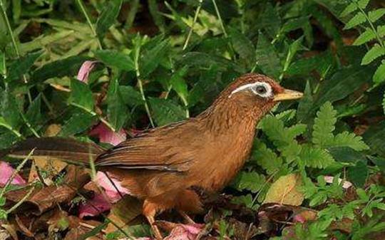 原创从画眉鸟的山龄说它的脾气