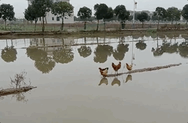 一则五只鸡过河的视频给我们狠狠地上了一课