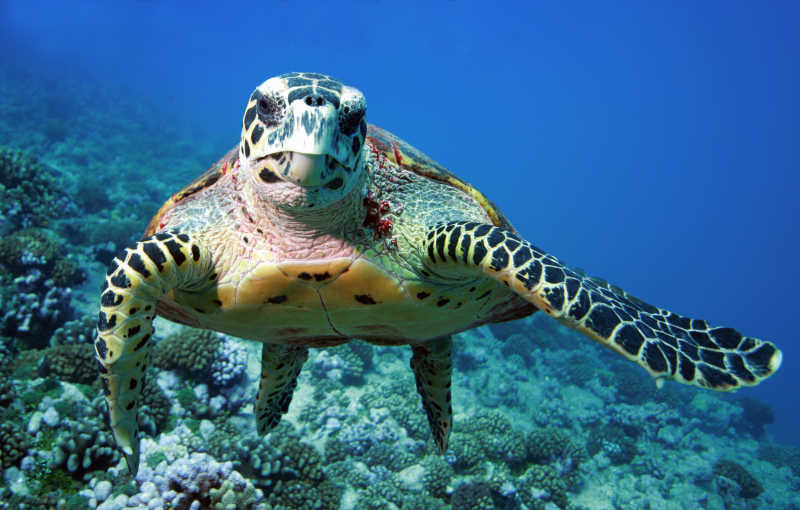 世界上体型最大的海龟是什么龟是棱皮龟