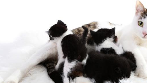 原创半夜猫叫似婴啼别急快来看看关于猫咪这些隐晦的小知识