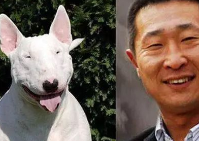 小动物撞脸明星这画风有点有趣