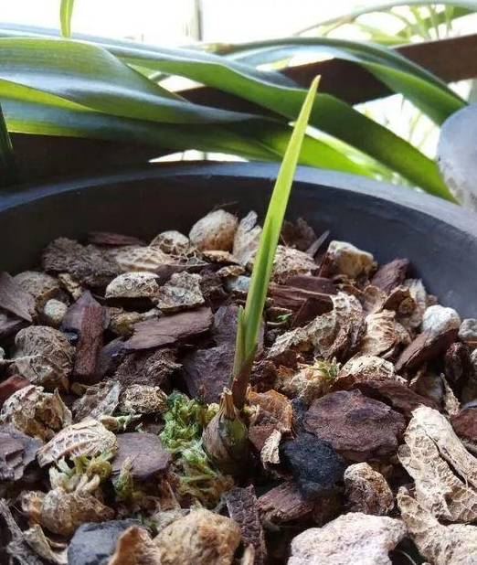 逐渐长大后,就可以移栽到花盆中继续种,这样你就得到一棵新的兰花了!