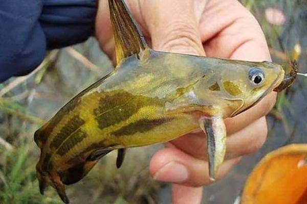 广西渔之情农业开发有限公司如何提高黄骨鱼的抵抗力