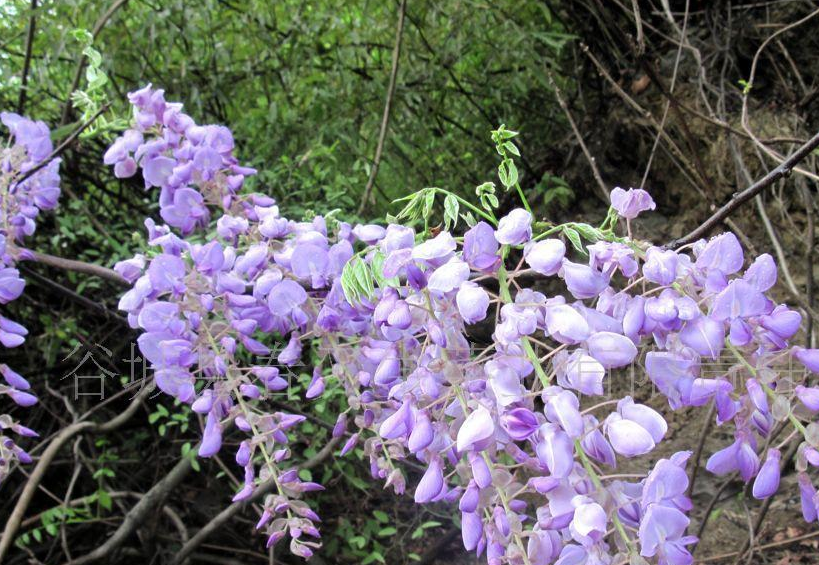 朋友_葛花_凌恺