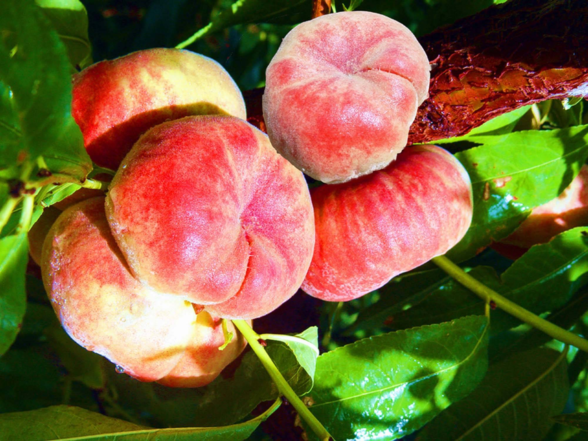 上海特产盘点|你买过哪几种?_口感_美食_特色