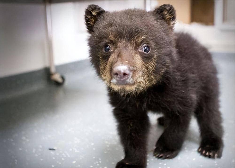 原创2007年男子购买藏獒幼崽回家喂养发现端倪后主动报警