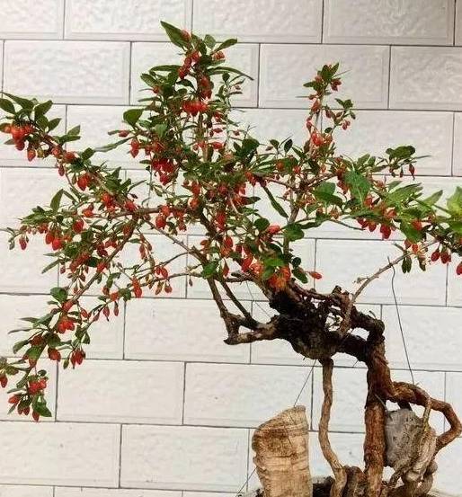 原创闲着在家种枸杞每天喷点水晒晒太阳结了果实泡水喝