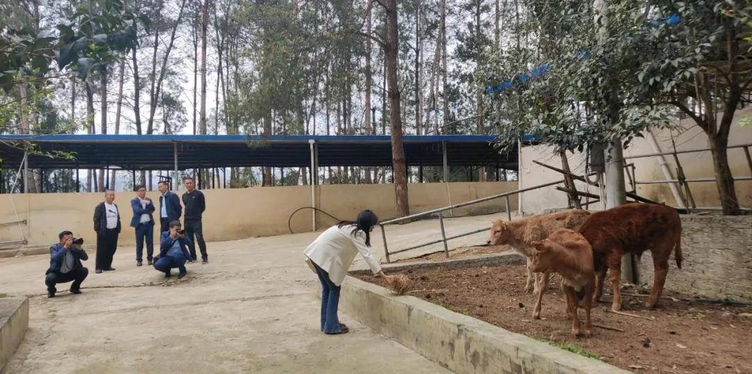 中国商报社贵州记者站莅临关岭牛投集团开展采访调研工作