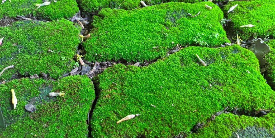 钓鱼过程中遇到水底这种情况,抓紧收杆_青苔_水体_水域