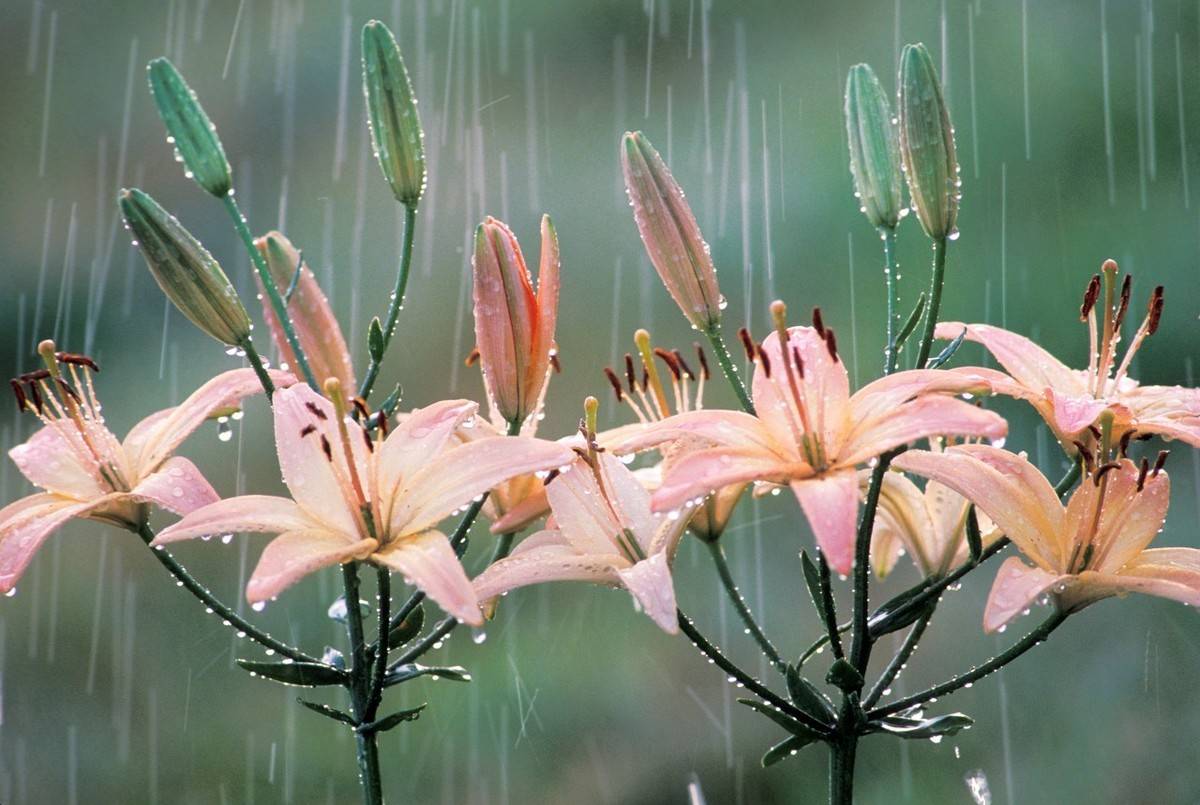 春夜喜雨让心灵在落雨中得到升华与净化