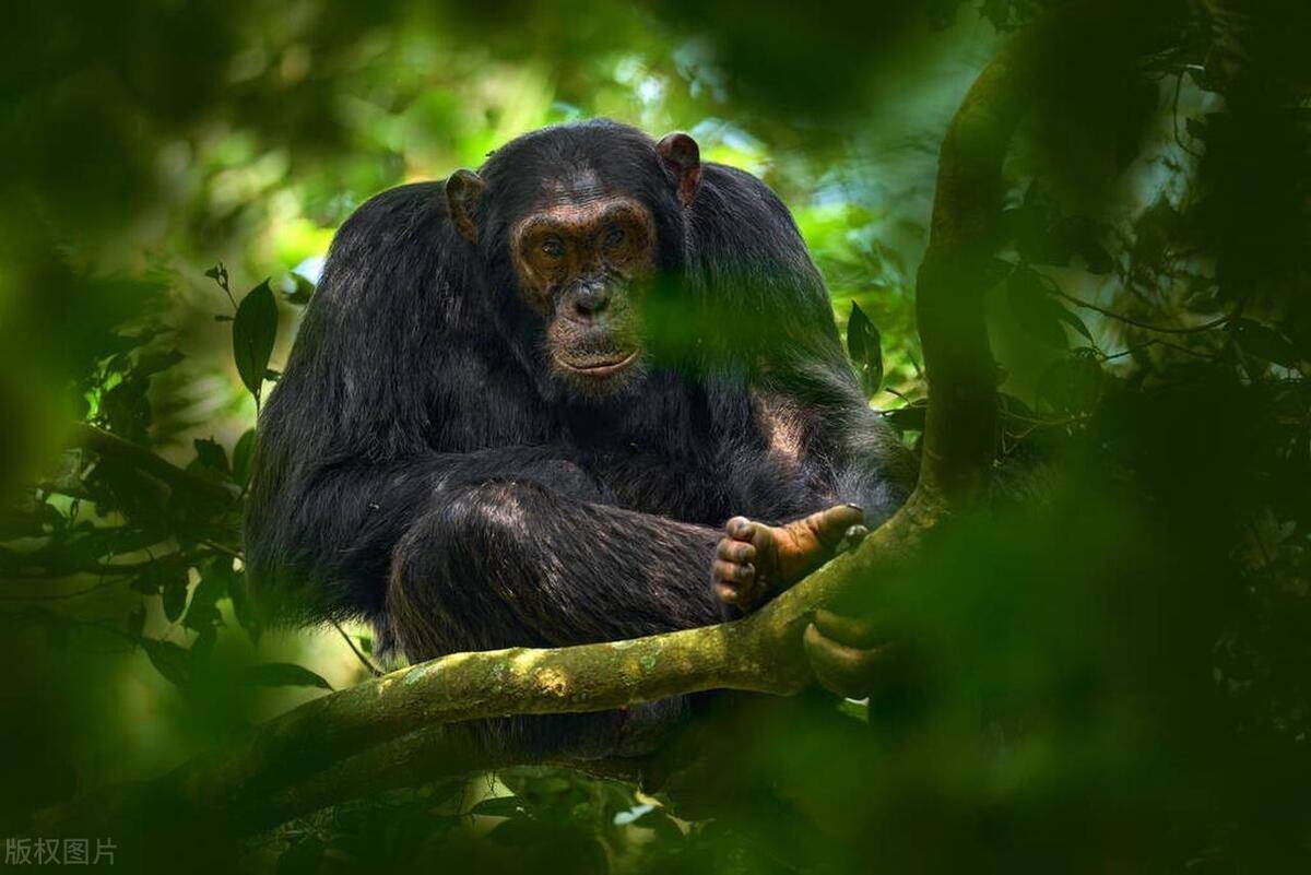 爬行动物起源于两栖动物,两栖动物起源于水生动物,在哺乳类动物的进化