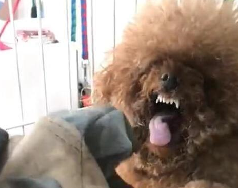 泰迪讨厌你的7大表现中三个以上可以给狗狗加餐了