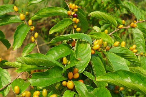 原创荒野维生野菜系列猫乳