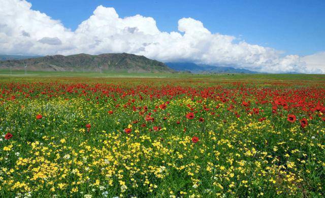 中国千亩"后花园",四月始这十个花海赶着趟看,伊犁赏花攻略
