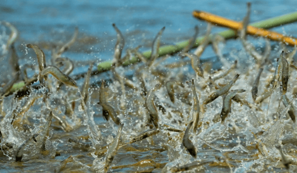对虾塘解毒后多久能补肥补菌对虾土塘养殖技术高手总结上干货