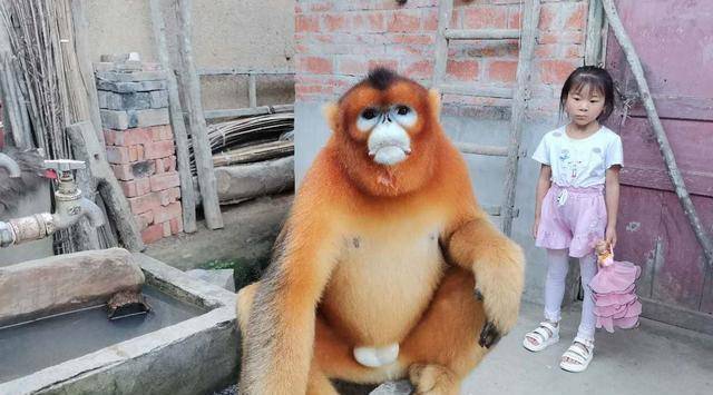 金丝猴,顾名思义,就是浑身长着金色长毛的猴子.