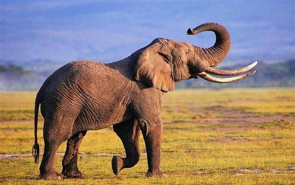 原创在被虐待后马戏团大象踩踏死训练员后2500多人笑看它被绞死