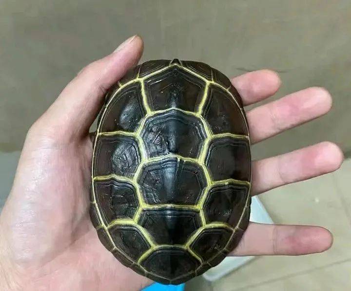 苏北金线草龟:稀缺之美还是商家炒作?坚决不做韭菜_玩家_个体_价格