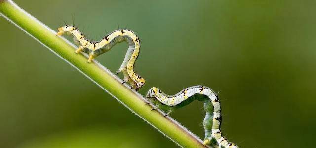 尺蠖之屈以求信也龙蛇之蛰以存身也该如何理解