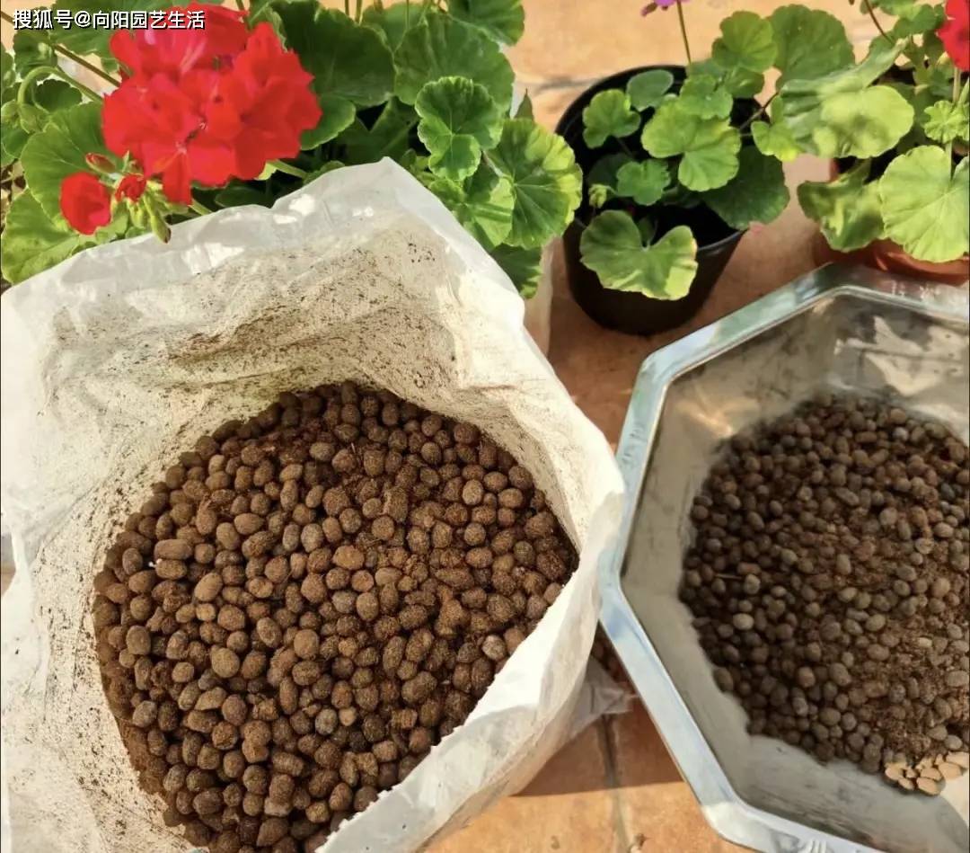不起眼的羊粪蛋养花最好用拌在土里养花顶呱呱