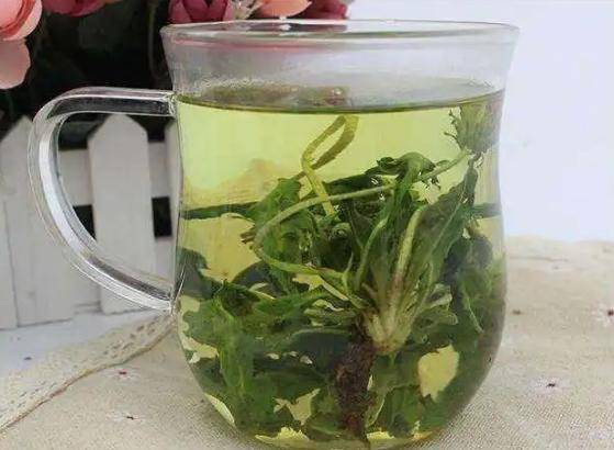 原创蒲公英能杀死癌细胞还能消退甲状腺结节或许与你想得不一样