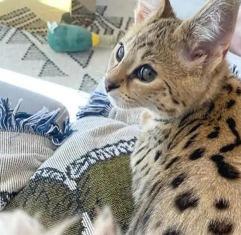 由于热带草原猫是由薮猫和家猫育成的,属于特殊品种的猫,但繁育成功率