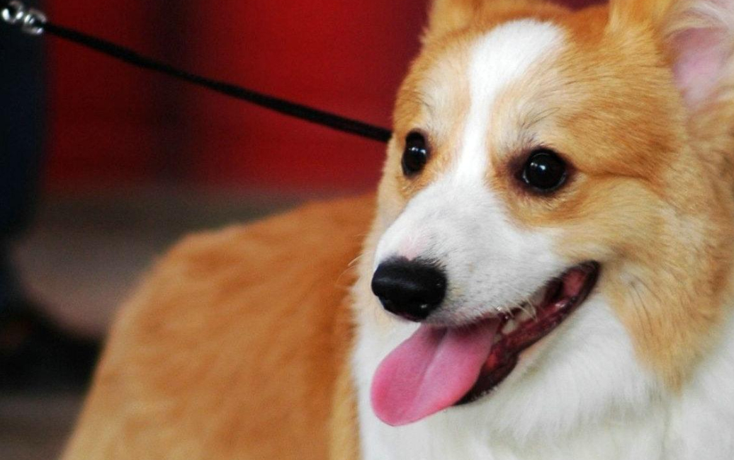 原创柯基可爱又活泼纯种柯基有五个特点看看你家的柯基纯不纯