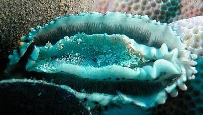 想要白天逛街它们就要自爆蛞蝓的生存智慧