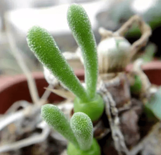 小时候软萌的兔子怎么长大变成面条精了啊