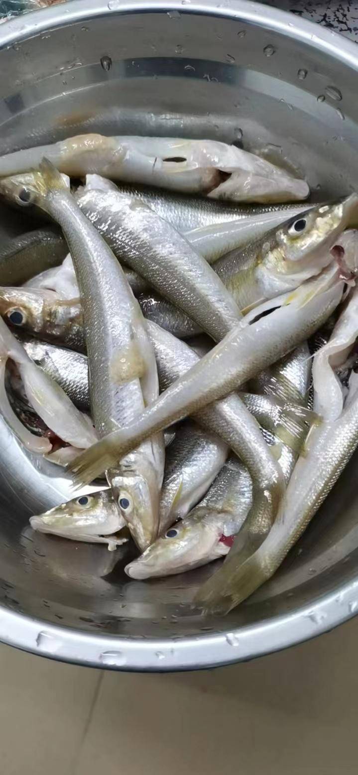 原创仲春野钓这种鱼身价很高一天收获好几百请假去钓都不亏