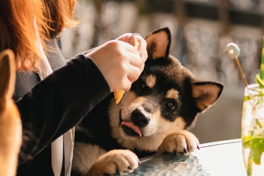 想吃可爱柴犬蛋糕的小伙伴也要注意啦,看管好你们的蛋糕,不然一转头