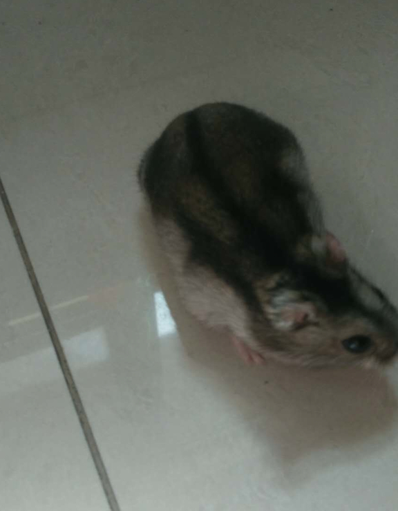 三线好吗?_仓鼠_方面_个人