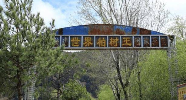 世界"最牛"的两棵树在中国,一棵惊艳了中国,一棵征服了世界_银杏树